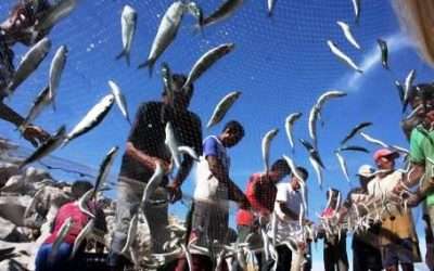 Nelayan Indramayu Menjaring Ikan Lewat SMS