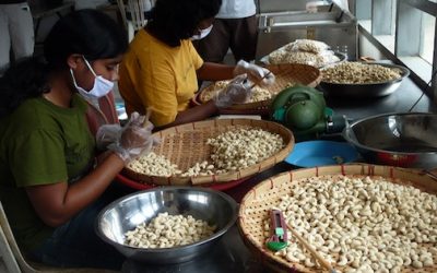 Wolowaru, Flores: Penghasil Kacang Mete Terbaik di Dunia